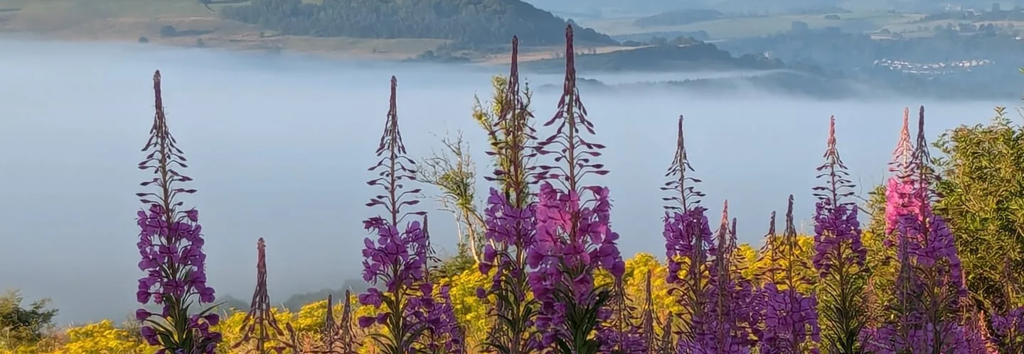 Dawn mist in the valleys below a meadow, southern Black Forest
